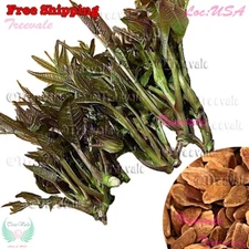 Chinese Toon, Chinese Mahogany, Chinese Cedar, Beef Onion Plant, Red Toon SEEDS