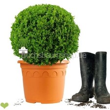 Buchsbaum Kugel 30-35cm o. Topf – frisch getopft – 10L – ca. 6 J. – Sempervirens