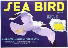 *Original* SEA BIRD Seagull Carpinteria Santa Barbara Lemon Label NOT A COPY!