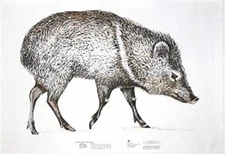 NRA Javelina (Peccary) Life-Size Game Targets (HF 07890), 35" x 24" (6 folded)