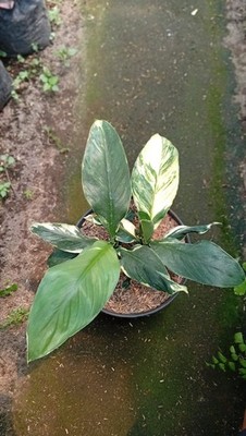 Real Picture Spathiphyllum Sensation White Variegated