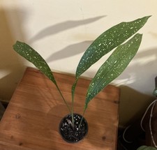 Aspidistra Milky Way