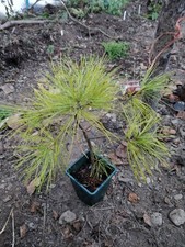 Chinese White Pine / Pinus Armandii Tree