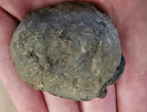 Set of 3 Trilobite fossils, Large 2" black, 1" rolled and a 1" tan. Ships free - Picture 4 of 10