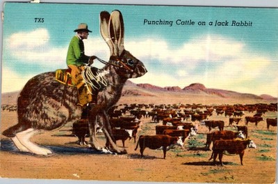 1952 Linen Postcard Cowboy Giant Jack Rabbit TX PA Tall Tale Americana