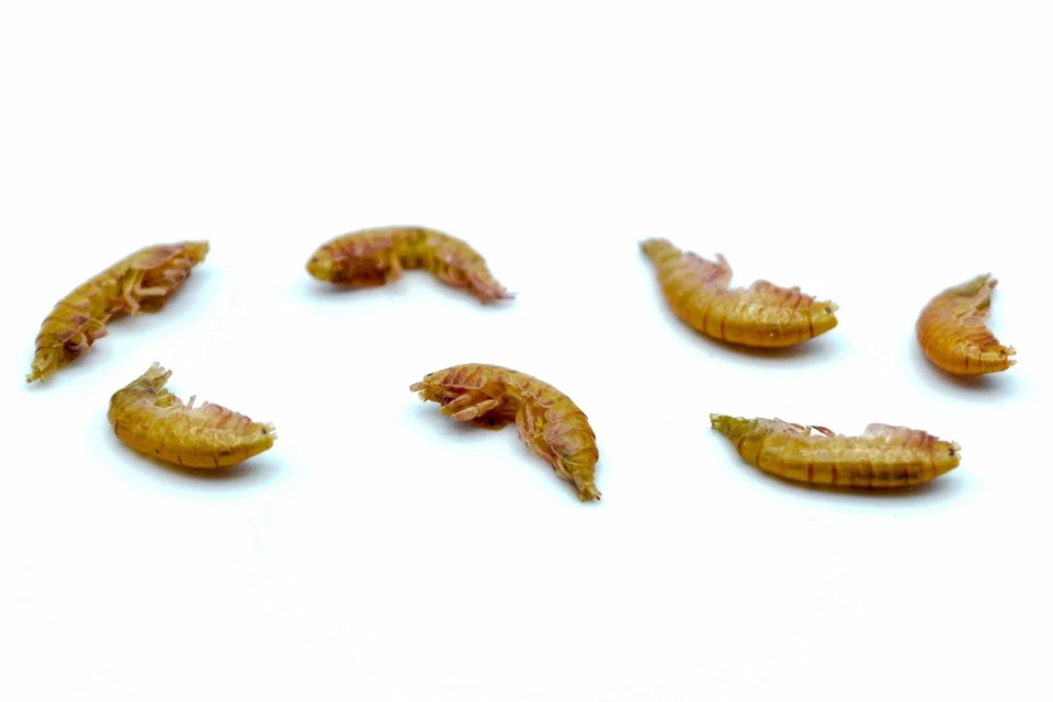 0,2 - 20 KG, Bachflohkrebse - Gammarus getrocknet, Reptilien, Nager, Vögel, Koi - Bild 2 von 3