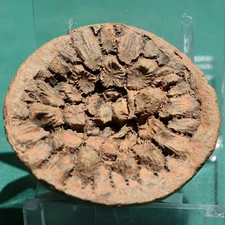 Devonian Tabulate Coral Fossil – Fossilized Coral – Bolivian fossils
