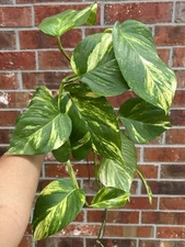 (1) EXACT Rooted Giant Variegated Golden Hawaiian￼Pothos Cutting W/Roots