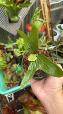 Platycerium Staghorn Fern Madagascariense #2