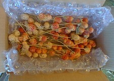 DRIED FLOWERS Natural GOMPGRENA 50 Stems Pieces Wedding Crafting Wreaths Decor