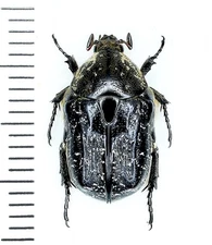 Scarabaeidae, Xeloma pilicollis ssp. yemenica, Saudi Arabia, SUPER RARE, A1, M
