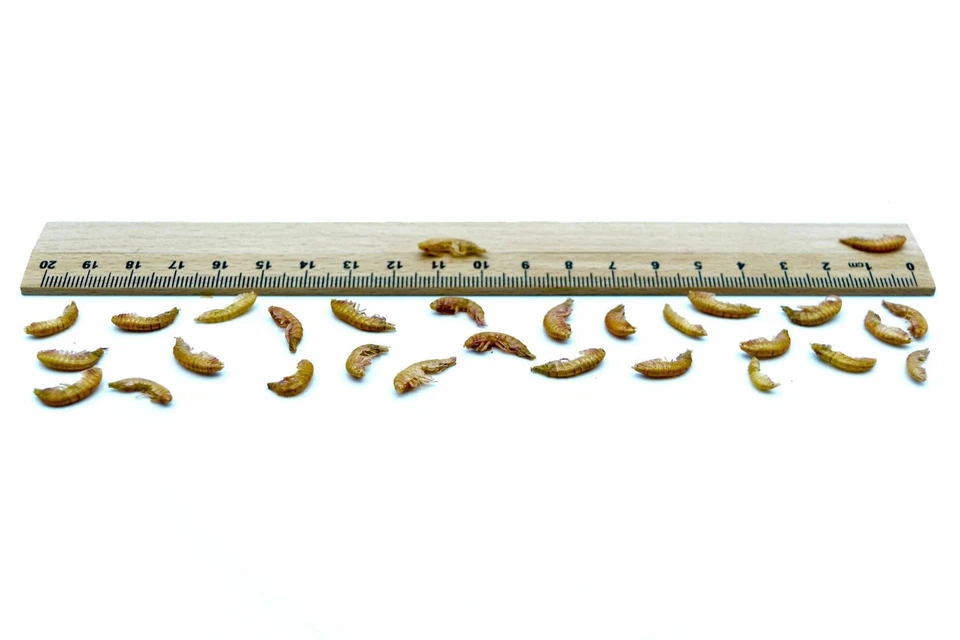 0,2 - 20 KG, Bachflohkrebse - Gammarus getrocknet, Reptilien, Nager, Vögel, Koi - Bild 3 von 3