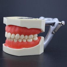 Fits Kilgore Nissin 200 Dental Typodont Model 28pcs Removable Teeth Screw-in