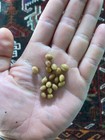 (18) Cyphostemma hardyi SEEDS, rare caudiciform, caudex, succulent, not cactus.