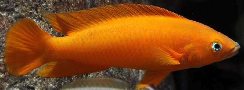 1 ADULT Tanganyika Cichlids! Neolamprologus leleupi Uvira SOLID 3"+ Beautiful!