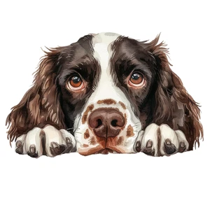 Peeking Springer Spaniel Peek A Boo Self Adhesive Sticker
