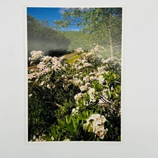 VINTAGE Virginia Postcard Shenandoah National Park Mountain Laurel Flowers