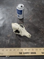  Real Wild Coyote skull Taxidermy Art Craft hunting Bone Skeleton Decor Rustic