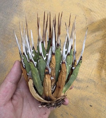RareLive House Plant Agave utahensis var. eborispina Random Boutique