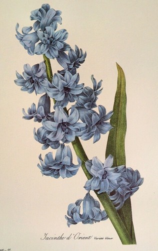 P. J. Redoute Fiori Giacinta d'Oriente Stampa Libro Arte Botanica Piastra 66 - Foto 3 di 3
