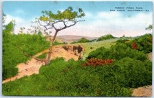 Postcard - Torrey Pines Park, San Diego, California, USA
