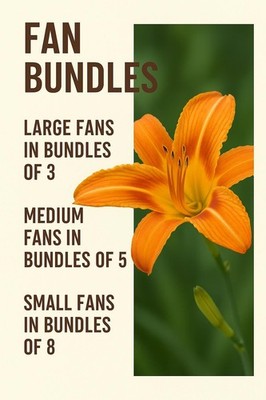 Orange Daylily Bulbs: Hardy Perennial Hemerocallis Fulva