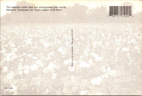 Cotton Field fuera de Memphis Tennessee cromo postal continental F3 - Imagen 2 de 2