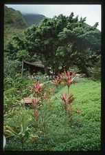 1980 Slide Pretty View From Smith's Boat Wailua River Kauai Hawaii #3956