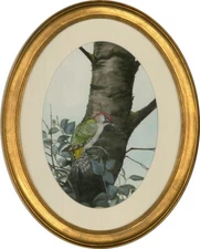 Contemporary Watercolour - Woodpecker