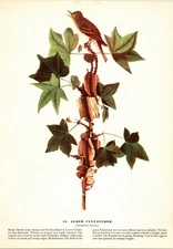 Audubon 1944 Vintage Bird #45 "Alder Flycatcher" Full Color Plate Lithograph