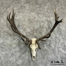 #31405 E | Red Deer Stag Skull Antler European Taxidermy Mount For Sale