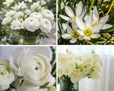 30 White Wedding Bulbs Freesia Ranunculus Rain Lily Romantic Cut Flowers for Pot