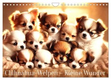 Chiots chihuahua - De petits
