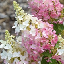 Hydrangea Paniculata Pinky Winky XXL 3Lt Pot Plants to your door