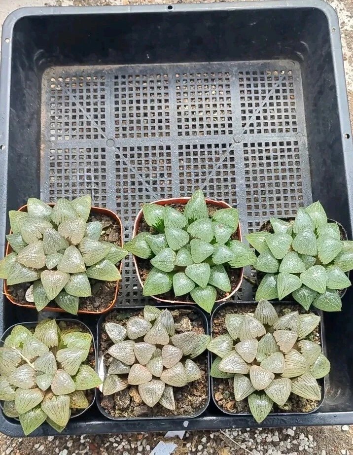 Haworthia window about 8cm, #one plant Only