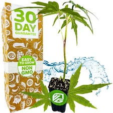 Chief Kubo's Prize South Sea Salad Bele Tree - Abelmoschus manihot - Live Plant