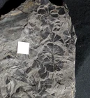 Carboniferous fossil flower shaped horsetail plant Sphenophyllum emarginatum
