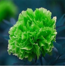 20 SEEDS for Light Green PEONIES rare blossom flowering exotic plant USA Seller