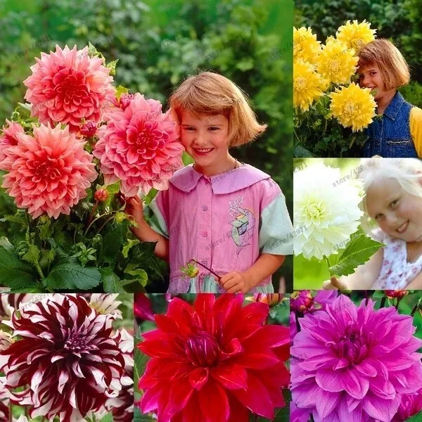 20 Pcs Dahlia Flower Seeds Mix Color Dahlia Flowers House Garden Greenhouse - Image 3 of 4