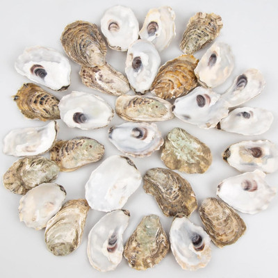 30PCS Oyster Shells 2''-2.5'' Small Flat Oyster Shells for Crafts, for Home Vas...