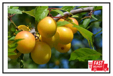 Dwarf Shiro Plum Tree Bare Root