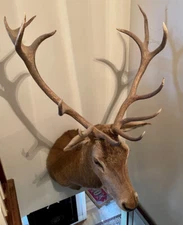 Large Trophy Monted Stag