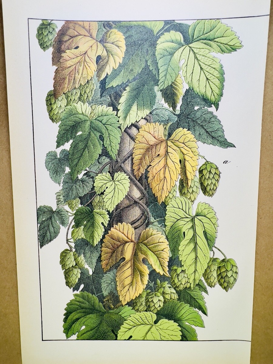 ANTIQUE POSTER HOPS BEER BREWER POSTER PICTURES ILLUSTRATION 1882 BOTANY  PLANTS | eBay