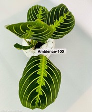 Prayer Plant | Maranta leuconeura 'Lemon Lime' | Indoor Plant | Houseplant