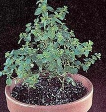 Herb Seeds - Oregano Seeds
