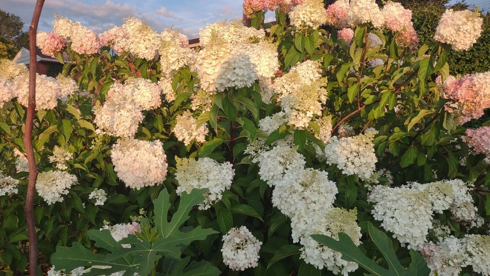 5+ 2 free unrooted cuttings of stunning Vanilla Strawberry Hydrangea bush tree# - Image 3 of 4