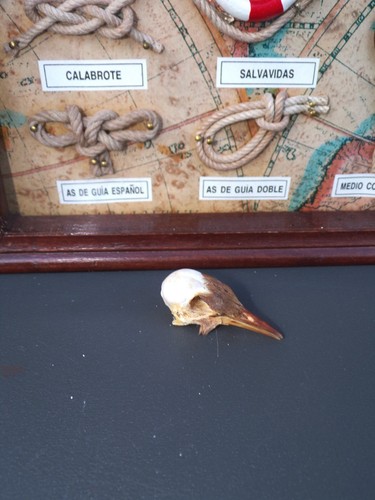 Vero pollo (Galus galus domesticus) teschio uccellino tassidermia - Foto 2 di 8