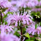1000 BEE BALM WILD BERGAMOT SEEDS Perennial Beneficial Bees Hummingbirds Non-GMO