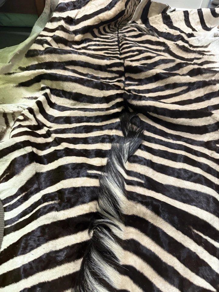 Namibian Hartmann' Mountain Zebra Rug. Certified and ethically sourced. - Image 3 of 4