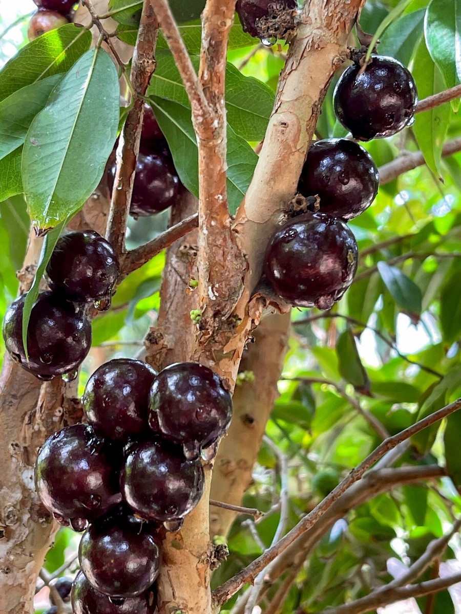 Jabuticaba Fruit